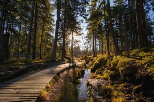 Wandern im Harz: 10 schöne Wege, die nicht zum Brocken führen