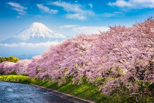 Japanische Kirschblüte - den funkelnden Frühling in Japan verbringen