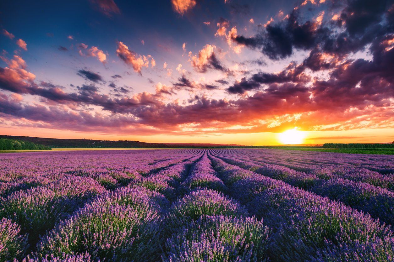 Lavendelblüte in der Provence - Die faszinierende Farbenpracht