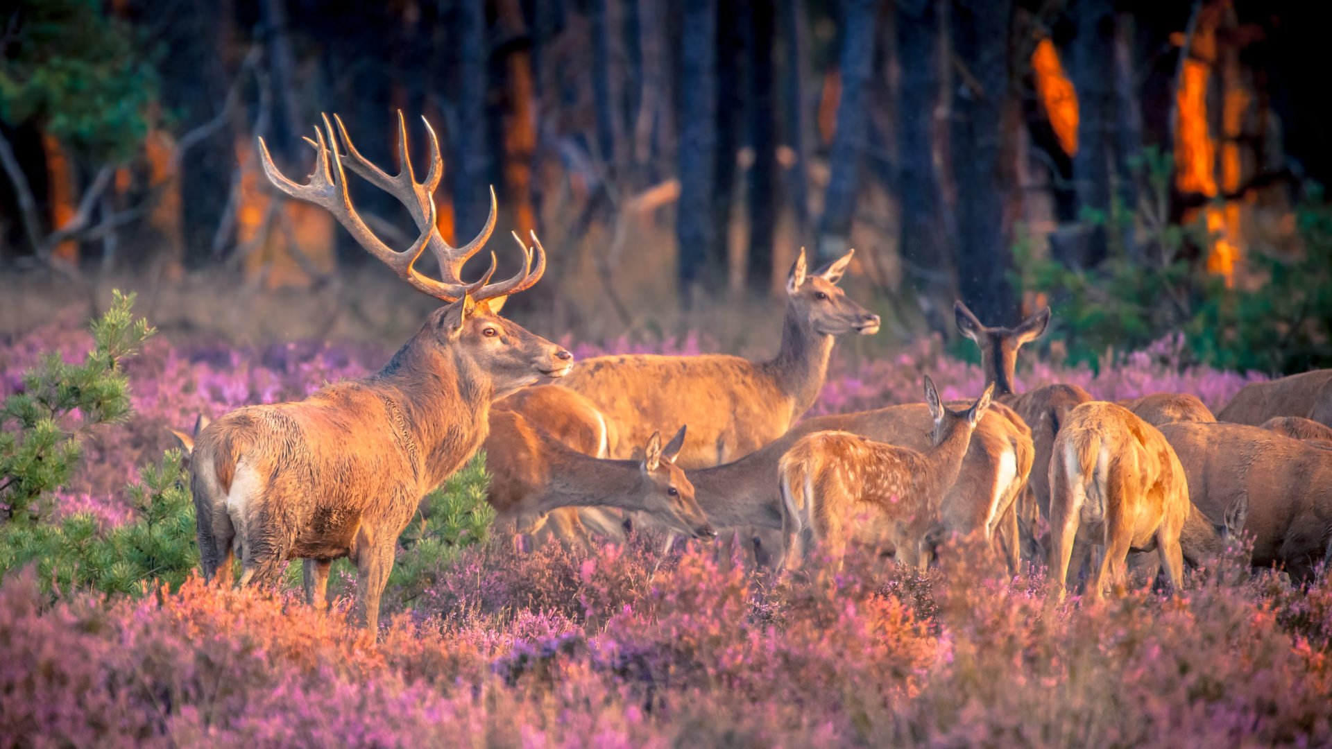 Top 8 Holland Nationalparks im Überblick