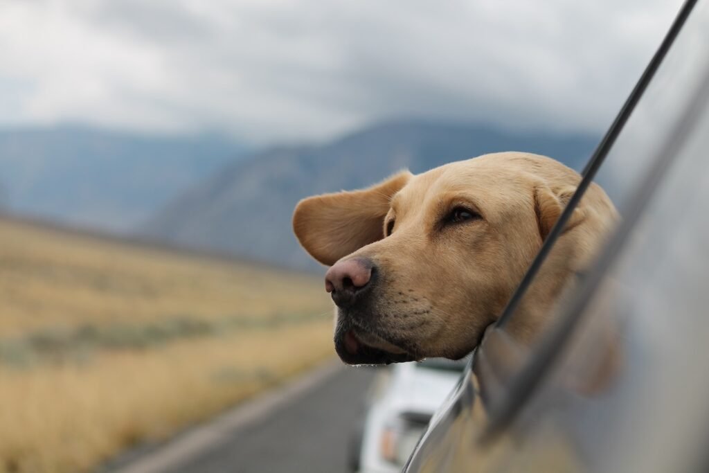 Urlaub mit Hund - wohin?