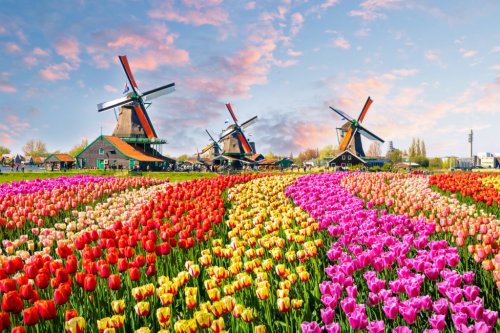 Tulpenblüte in Holland - buntes Spektakel