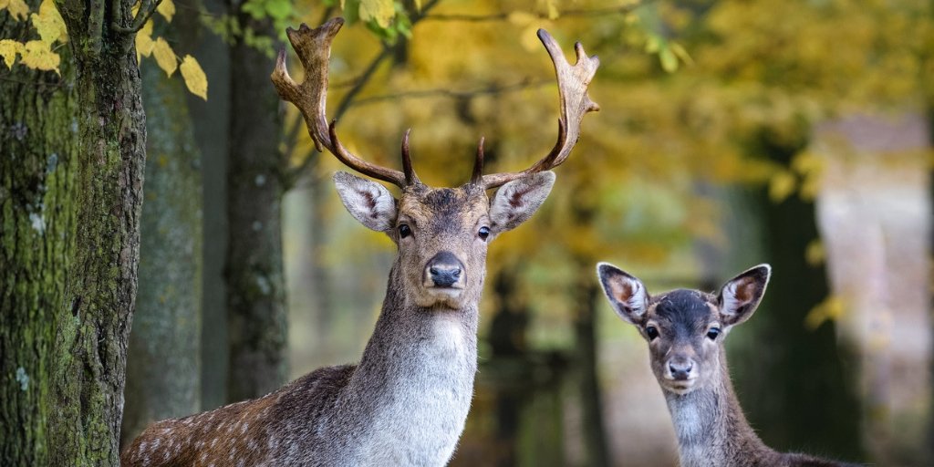 Die 10 schönsten Wildtierparks in Deutschland - Ausflug in die Natur