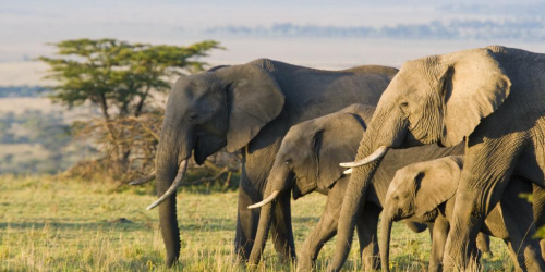 Urlaub im Elefanten Hotel - Faszination Afrika