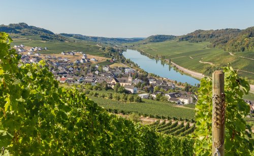 Weinregionen Deutschlands besuchen - mehr erfahren