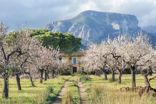 Mallorca im Frühling - spontan einen Urlaub planen