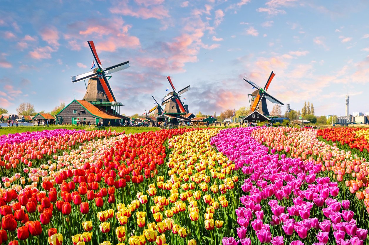 Tulpenblüte in Holland - Entdeckt farbenfrohe Blütenmeere