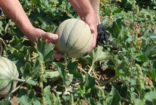 Gartenglück im Ostalbkreis: Heißes Wetter gut für den Melonenanbau auf dem Rehnenhof