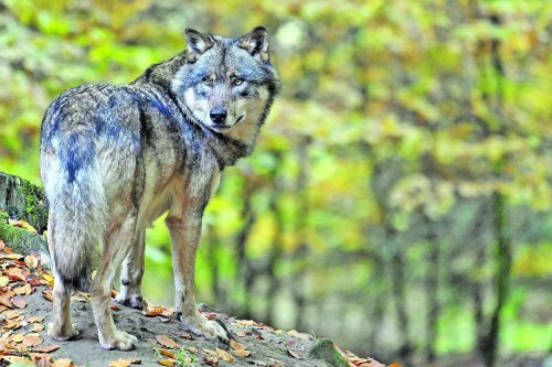 Der Wolf: Eine Gefahr für die Ostalb?