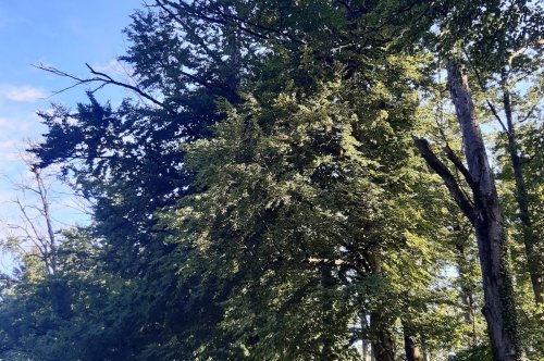 Klimawandel: Bäume leiden unter Trockenstress٬ Wanderroute in Heubach gesperrt
