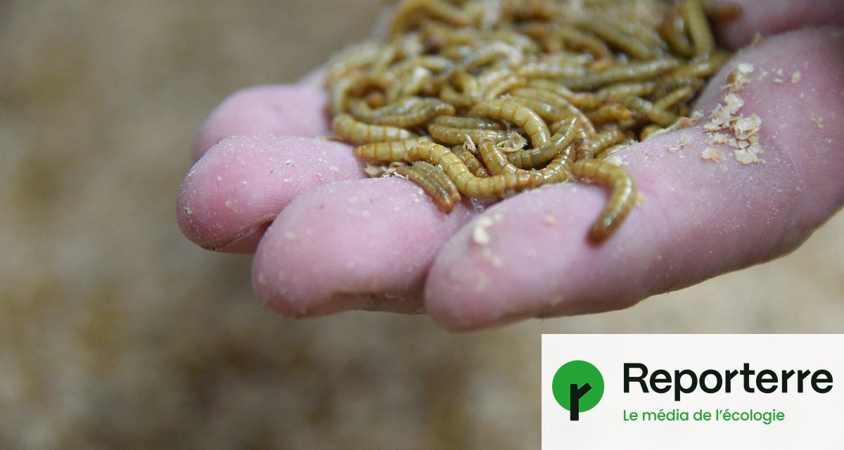 L’élevage d’insectes, un échec économique et écologique