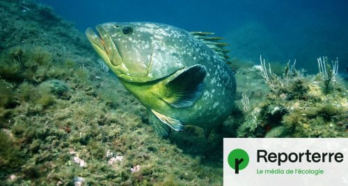 Grâce à une réserve, le grand retour du mérou en Méditerrannée