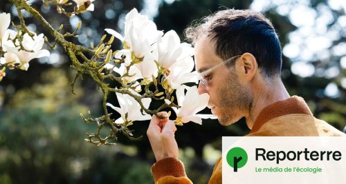 « L’odeur, c’est magique » : ce printemps, découvrez les fleurs autrement