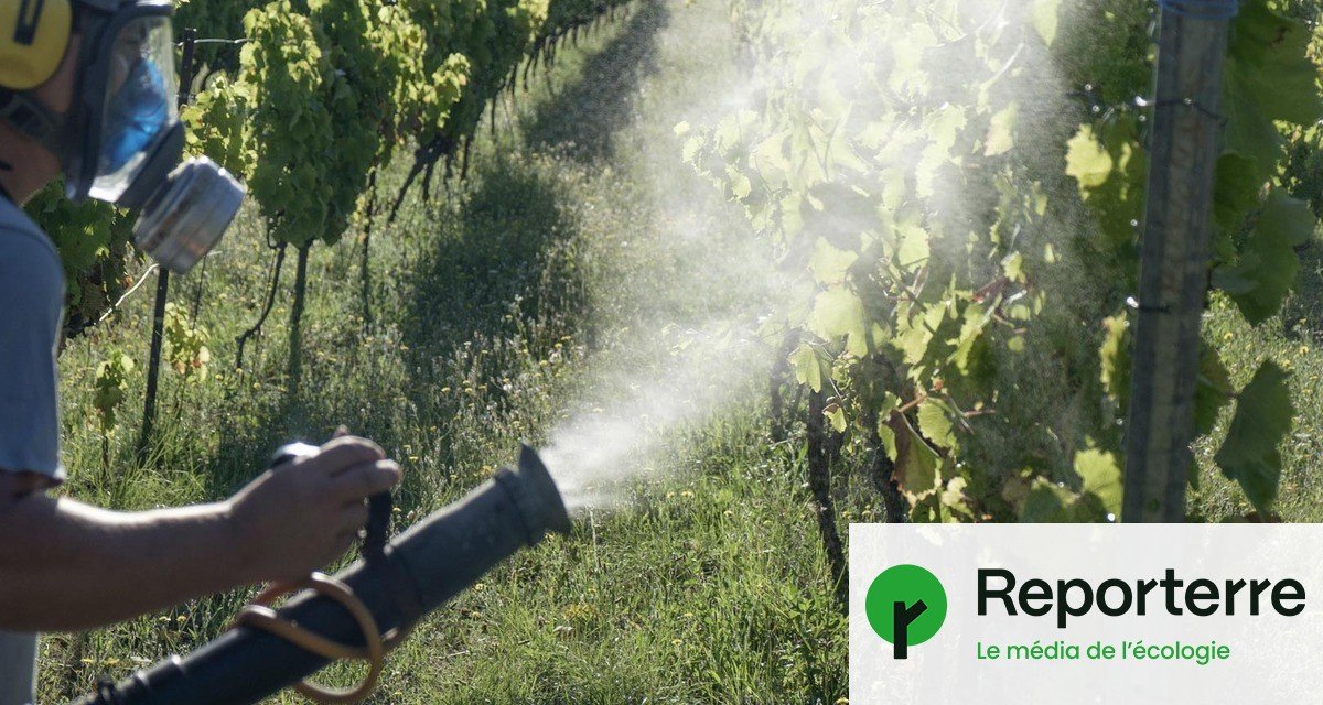 Des pesticides interdits « régulièrement source d’intoxications » en France