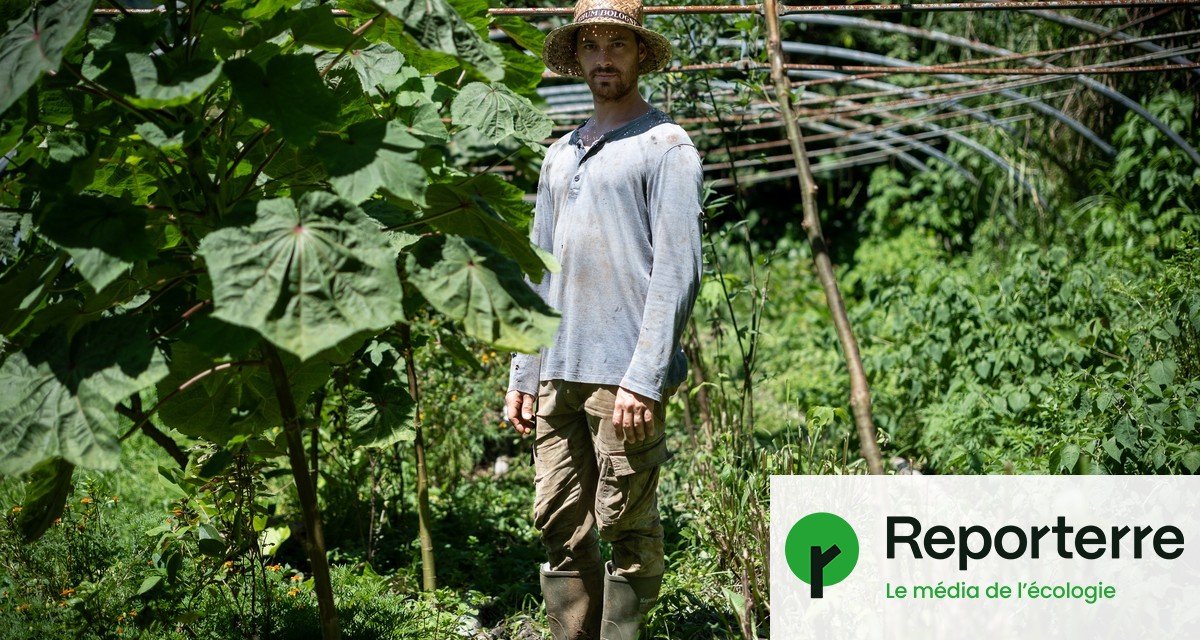 En Guadeloupe et Martinique, la bio plaît aux agriculteurs