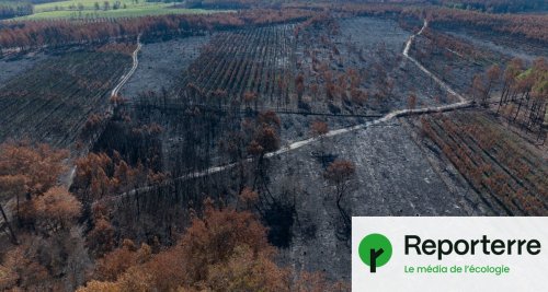 Feux zombies en Gironde : « Ces incendies souterrains vont se multiplier »