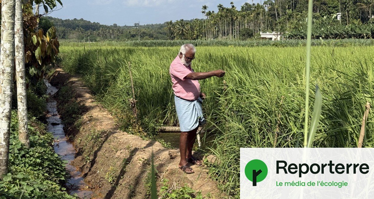 En Inde, un État de 25 millions d&rsquo;habitants passe en 100% bio