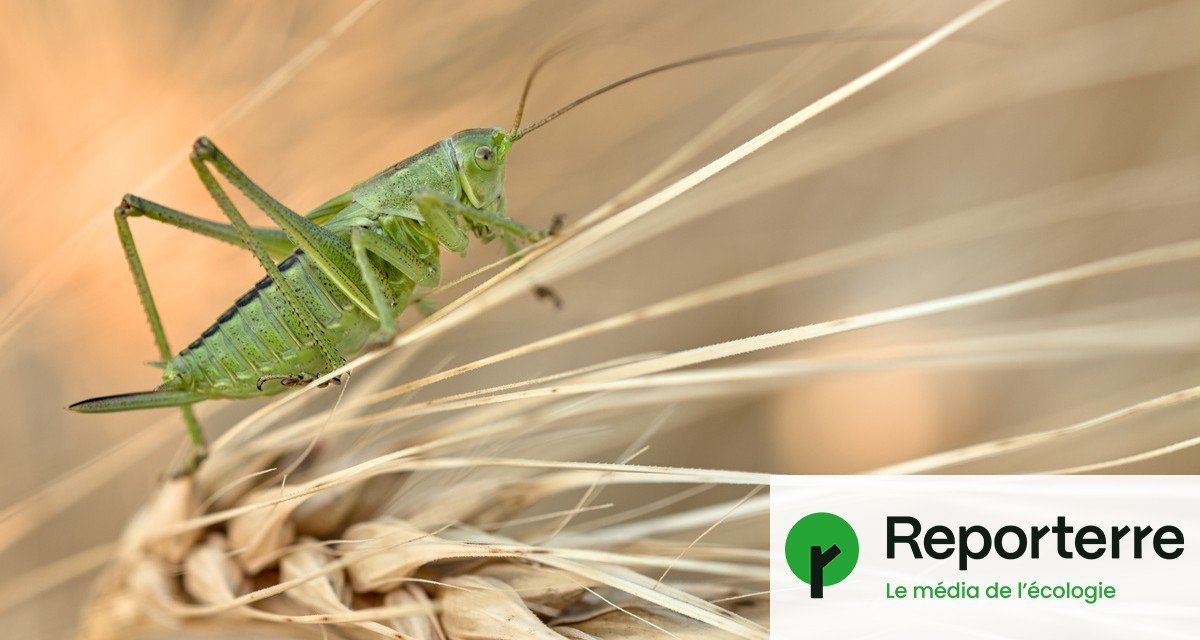 Guerres, trains : l’agriculture n’est pas la seule cause du déclin des insectes