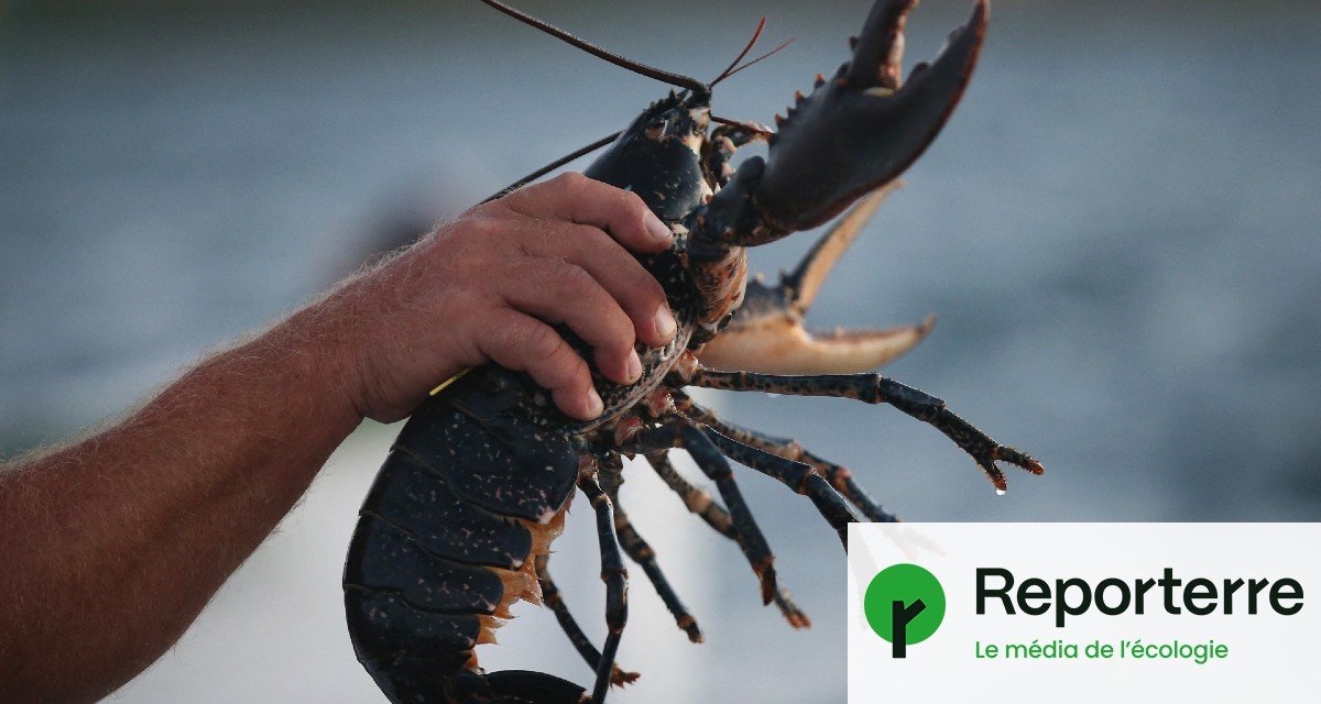 Comment du homard normand va se retrouver sur les tables asiatiques