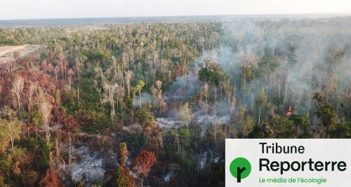 850 chercheurs et étudiants appellent à protéger les forêts