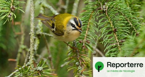 « Créons partout des jardins refuges pour les oiseaux ! »