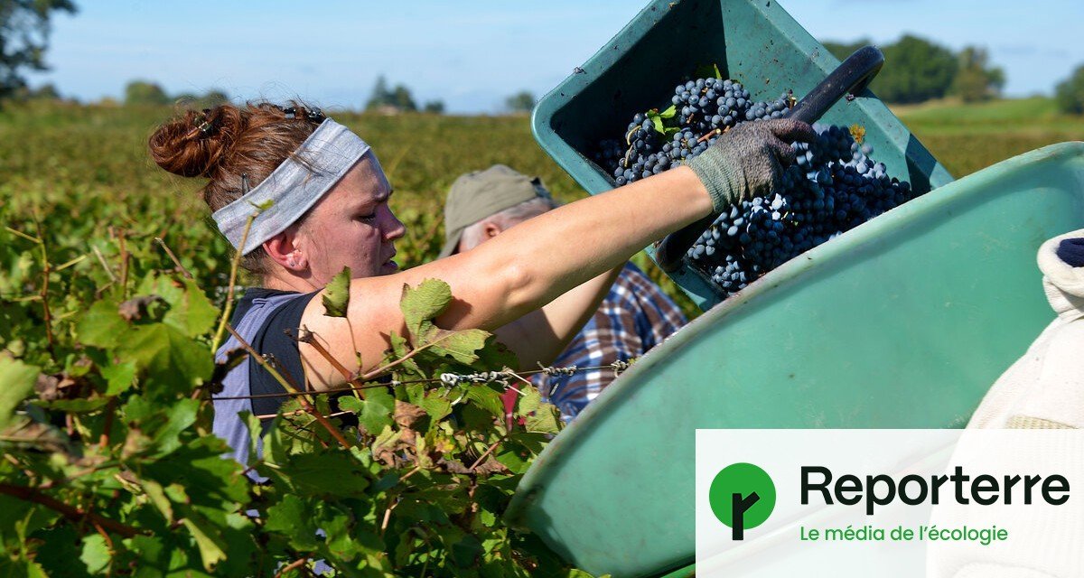Les droits de douane de Trump font trembler les vignobles français