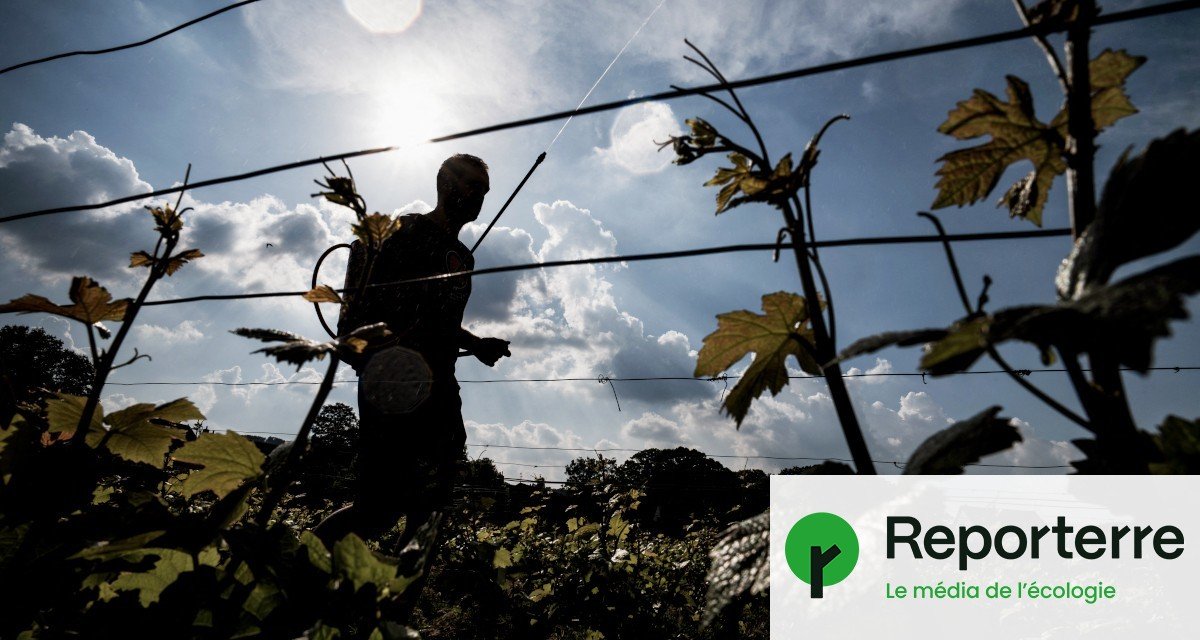 « Originaux mais pragmatiques » : un chercheur a enquêté sur les vignerons en biodynamie