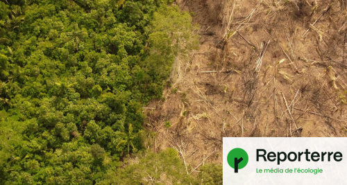 L'Allemagne donne 200 millions d’euros au Brésil pour protéger l'Amazonie