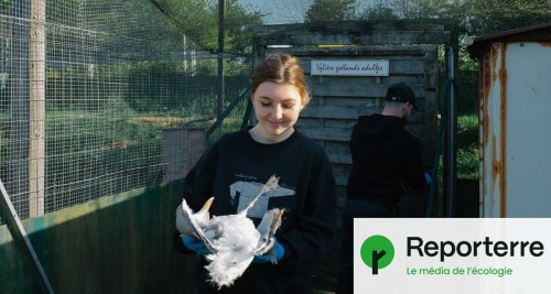 Disparus à 70 %, les oiseaux marins sont désormais victimes du plastique