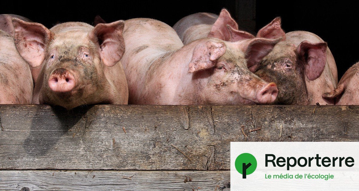 Pour tuer moins d’animaux, L214 lance le « sauvetage du siècle »