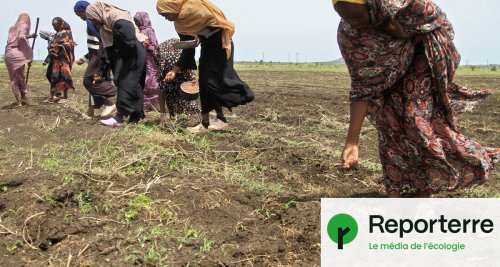 Guerre au Soudan : comment les Émirats convoitent l'or et les terres agricoles