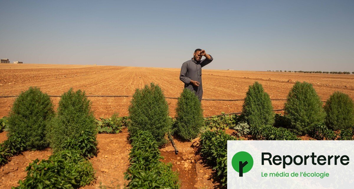 En Syrie, le difficile retour des agriculteurs sur leur terre natale