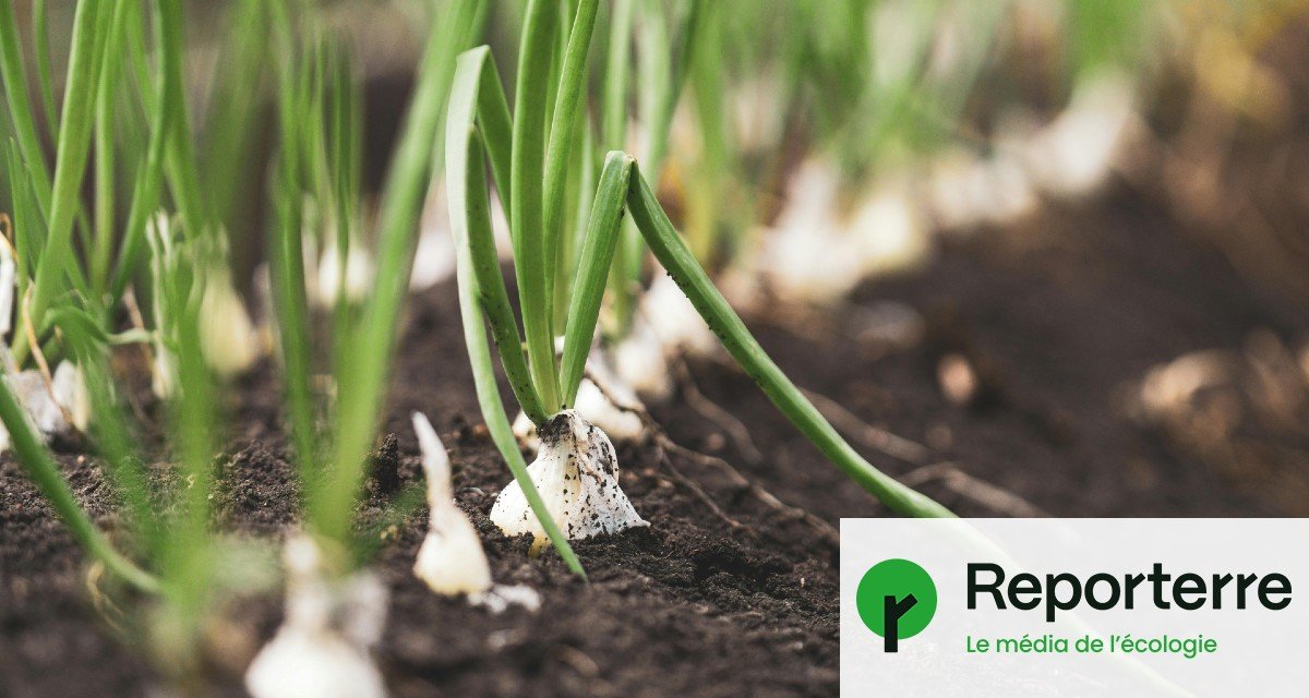 De l’urine comme engrais ? 80 % des agriculteurs bio se disent prêts