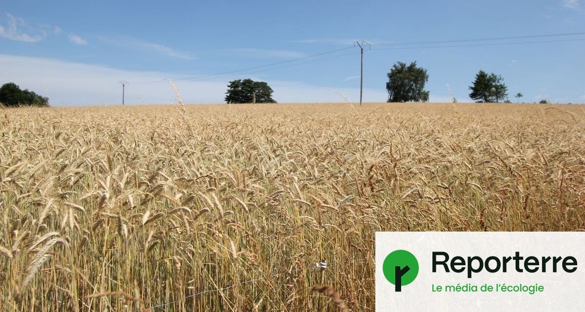 L’agriculture biologique victime d’un arbitrage budgétaire « délétère »