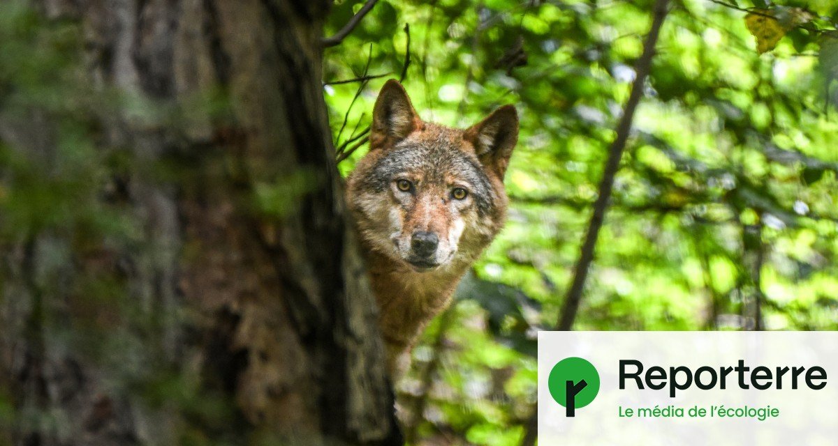 Le nombre de loups pouvant être tués va augmenter de 10 %
