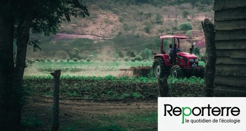 Pesticides au Nicaragua : trois multinationales devant la justice française