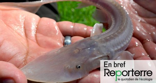 Esturgeons, anguilles... Les poissons migrateurs de France en piteux état