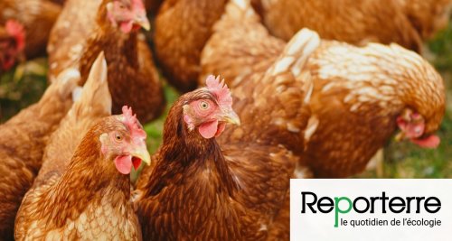 Grippe aviaire : des œufs « plein air » qui n’en sont pas
