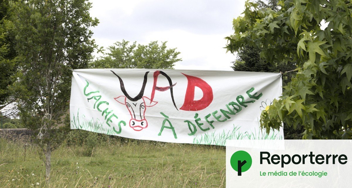 Éleveurs contre État : la tuberculose bovine exacerbe les tensions