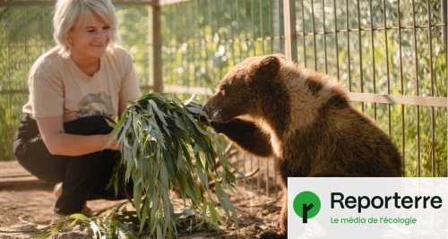 « Les ours paniquaient » : ces Ukrainiens qui sauvent des animaux