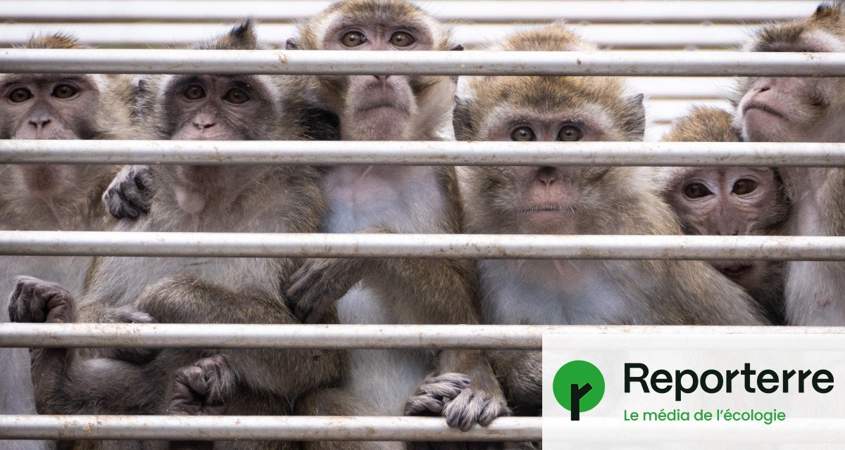La France développe son élevage de singes de laboratoire