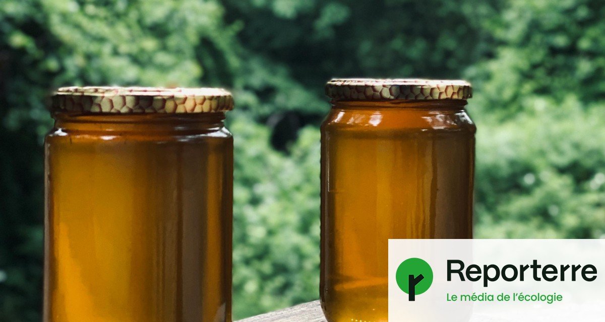 L’Europe veut (encore) relever les seuils autorisés d’acétamipride dans le miel