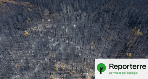 Incendies : Au Canada, des scientifiques luttent contre le feu de la désinformation