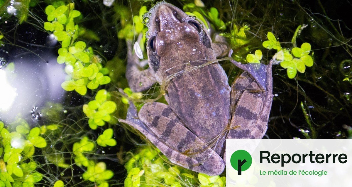 Les lavoirs bretons, refuges secrets pour la biodiversité