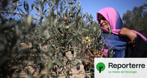 En Cisjordanie, les colons israéliens pillent les cultivateurs d'olives