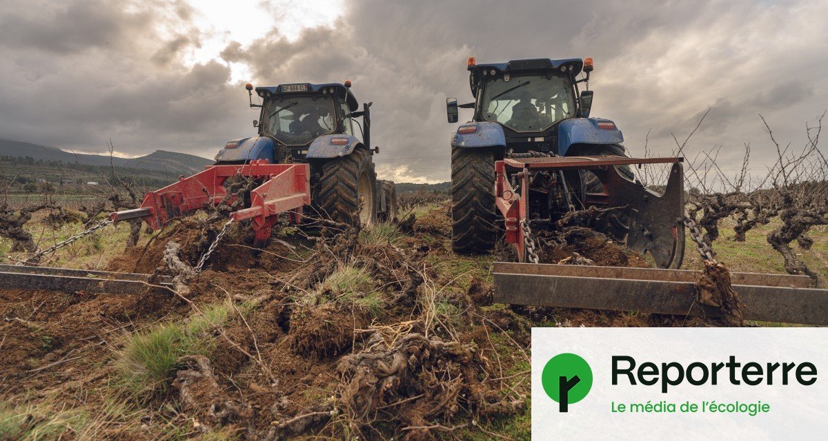 Crise du vin : l&rsquo;arrachage des vignes ne sauvera pas la filière
