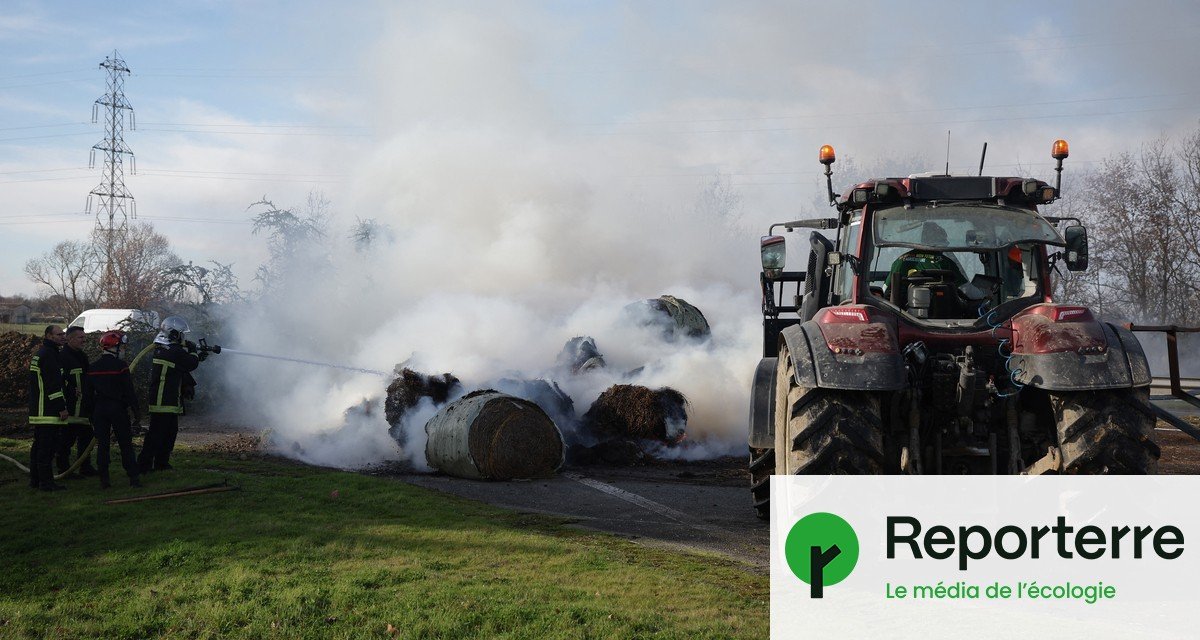 Dermatose bovine : la colère agricole s’intensifie