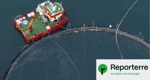 La mort d’un million de saumons en Islande réveille le débat sur les fermes à poissons