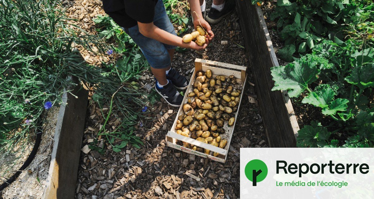 Des jardins potagers contaminés par du prosulfocarbe, un pesticide jugé « incontrôlable »