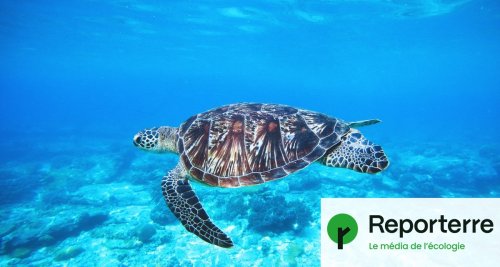Les populations de tortues marines augmentent à nouveau